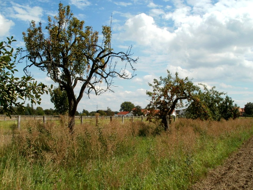 20110816Reilingen06