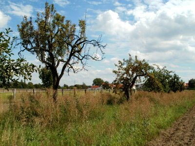 20110816Reilingen06