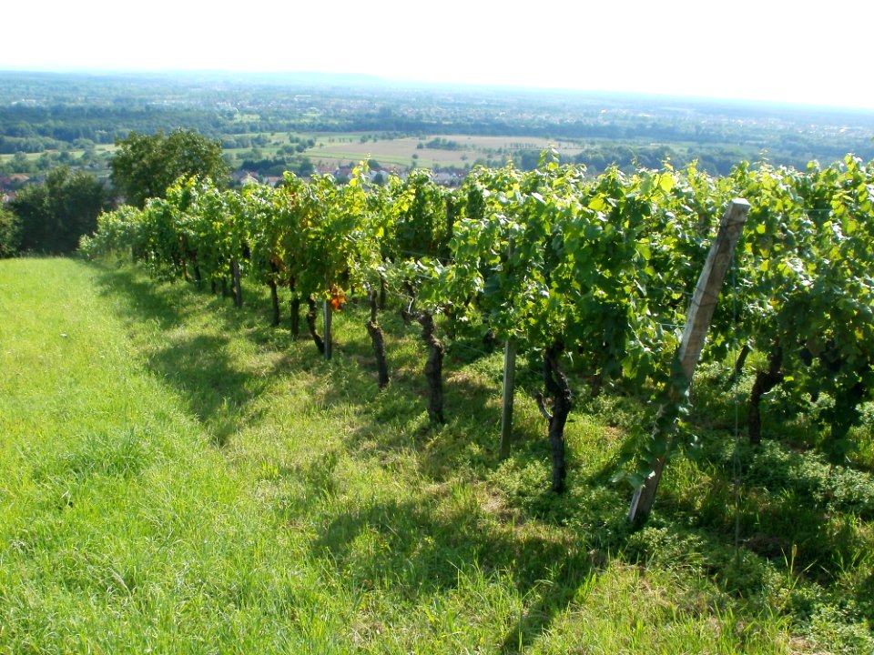 20110816Letzenberg_Wein06