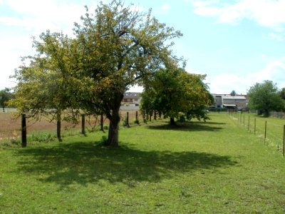 20110816Reilingen03