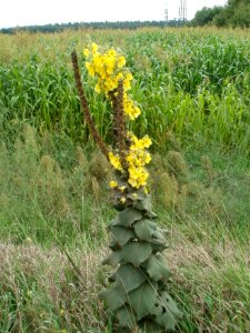 20110911Koenigskerze_Waghaeusel