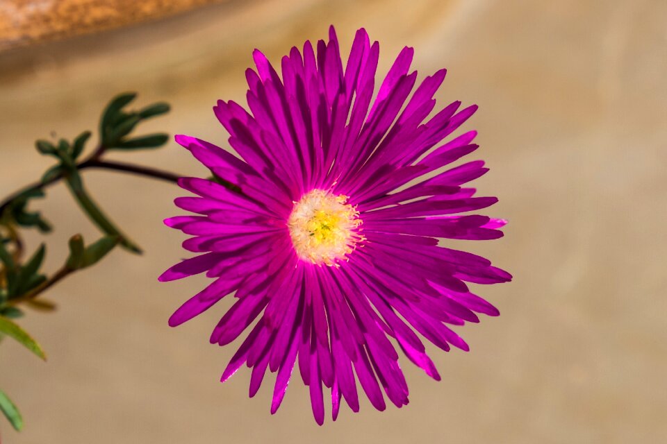 Colorful beauty spring