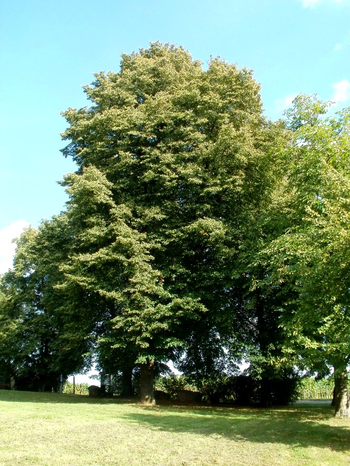 20110816Letzenberg6