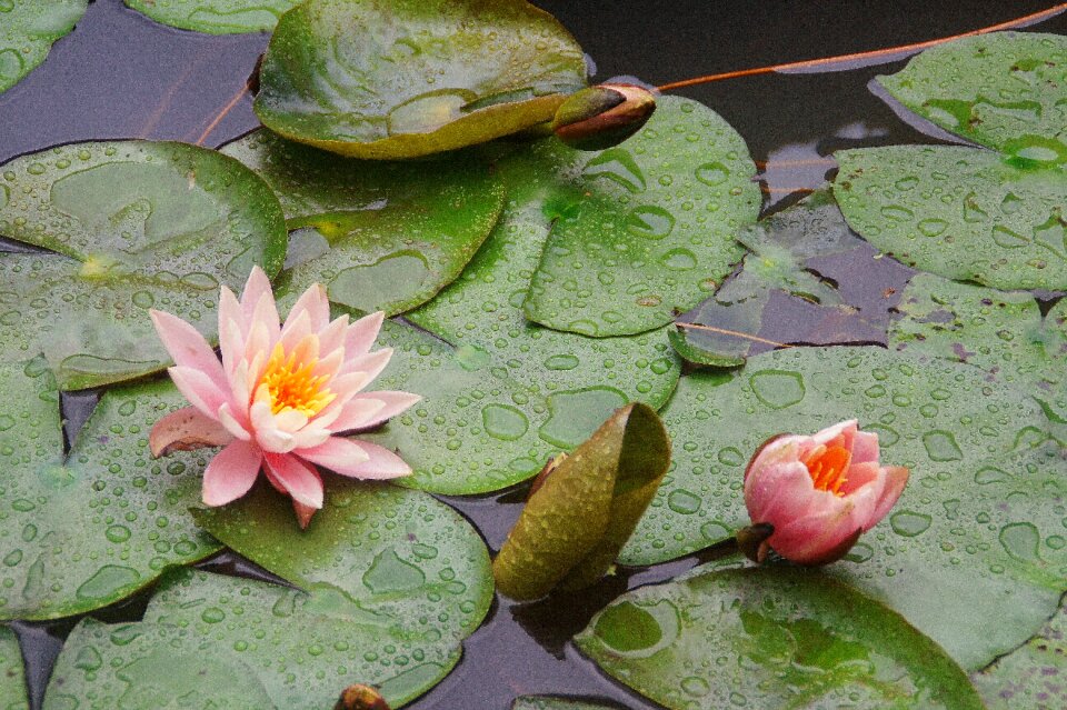 Peachy waterlily flower