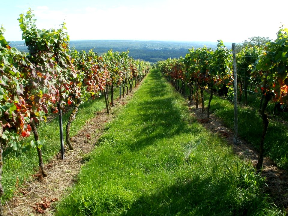 20110816Letzenberg_Wein01