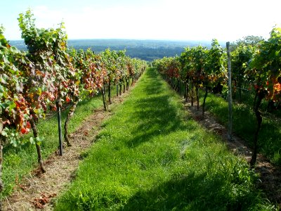 20110816Letzenberg_Wein01
