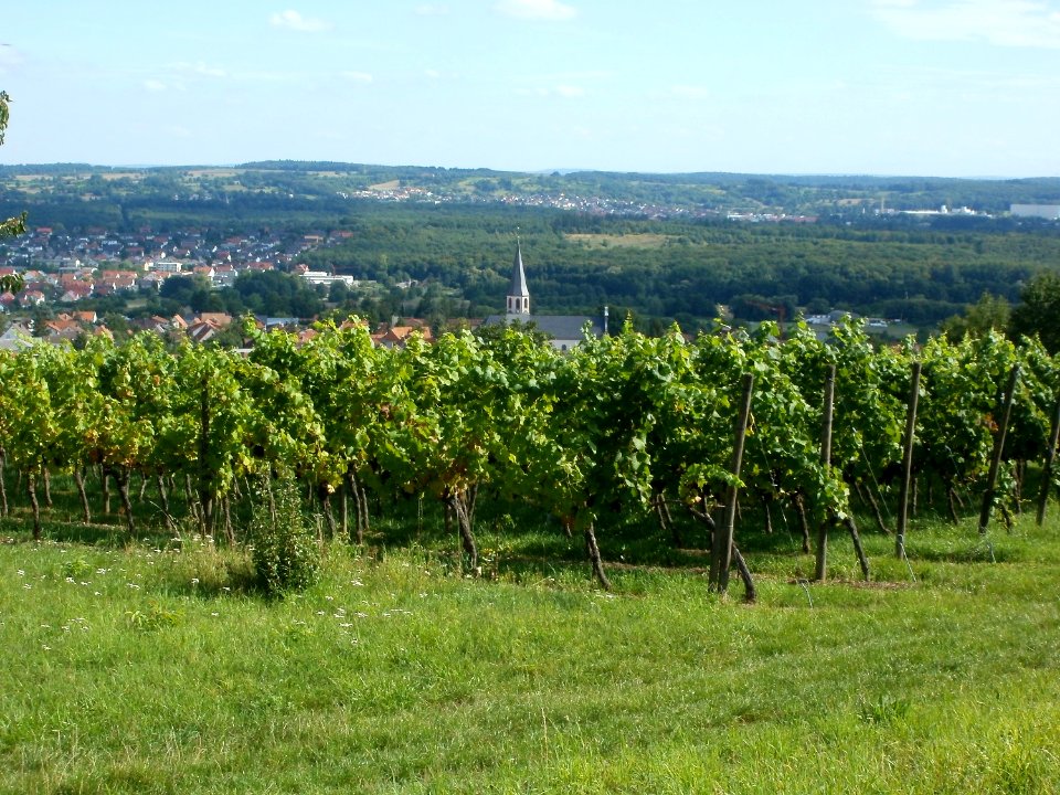 20110816Letzenberg_Wein03