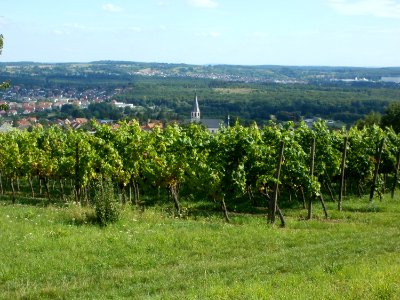 20110816Letzenberg_Wein03