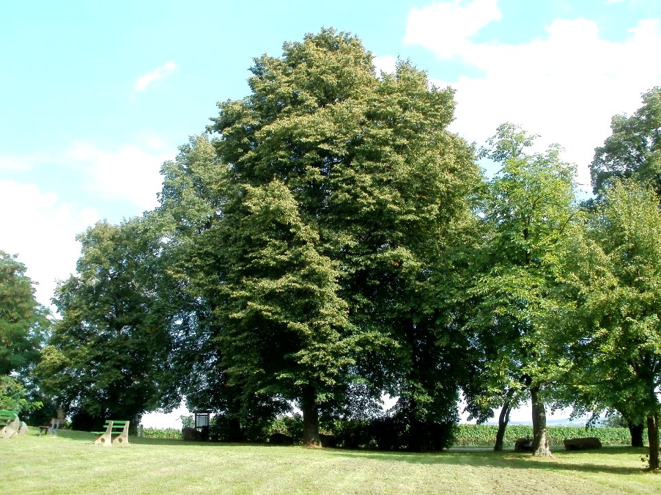 20110816Letzenberg5