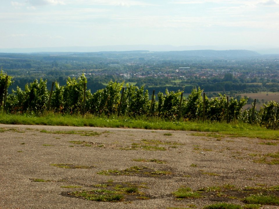 20110816Letzenberg_Wein15