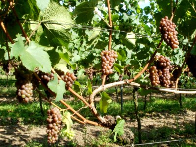 20110816Letzenberg_Wein14