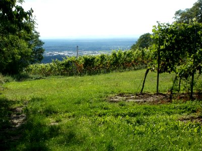 20110816Letzenberg_Wein08