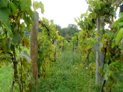 20110911Weinberg_Oberhausen5