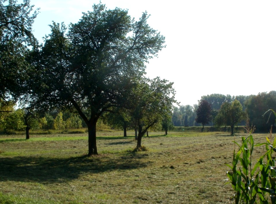 20110915Altlussheim21