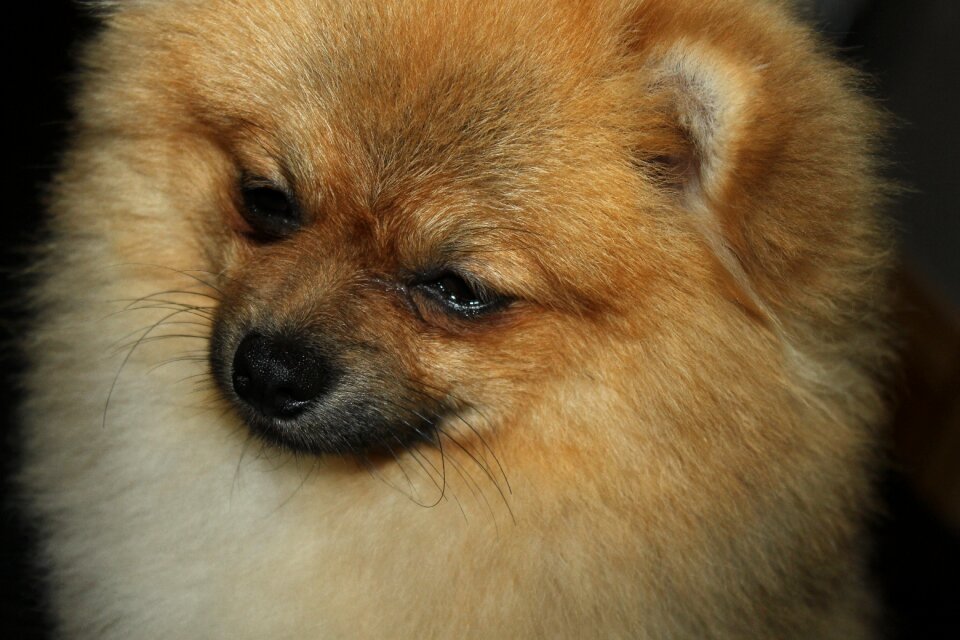 Dog behind at the court of