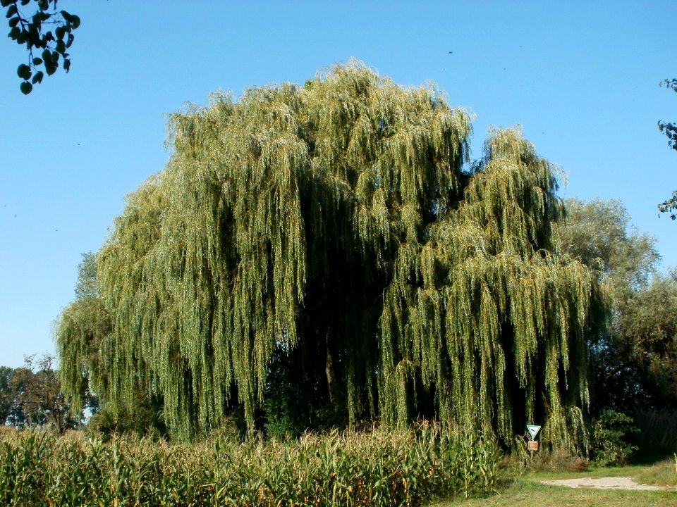 20110915Altlussheim23
