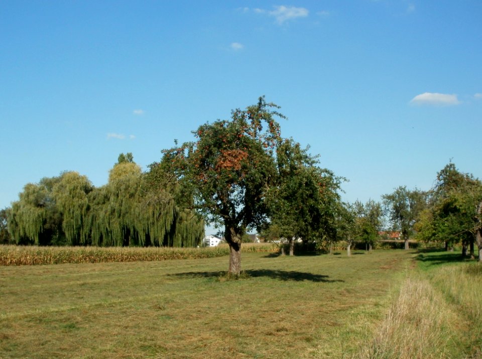 20110915Altlussheim22