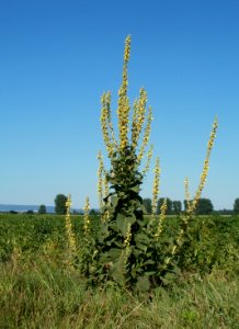 20110627Koenigskerze_Reilingen1