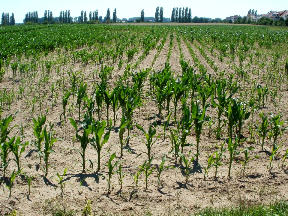 20110627Maisfeld_Hockenheim03