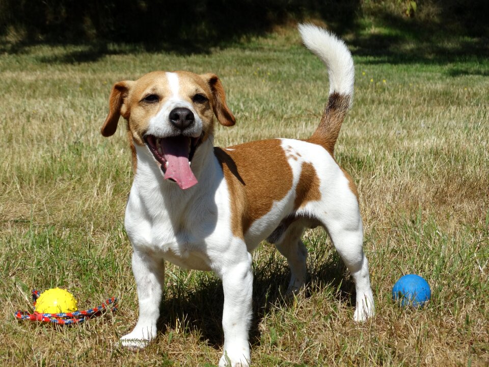 Jack russell dog terrier