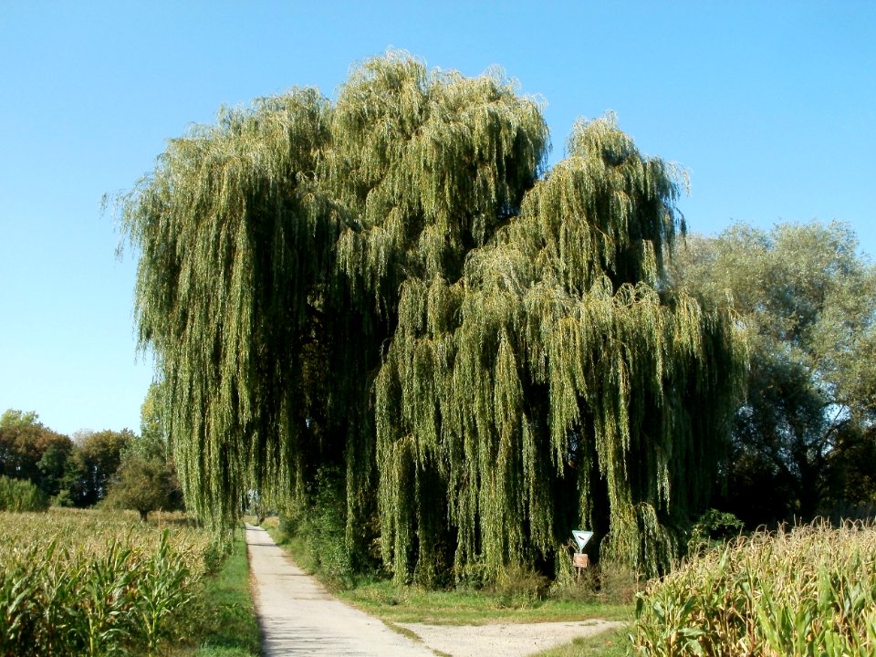 20110915Altlussheim24
