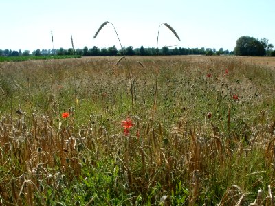 20110627Roggenfeld_Reilingen06