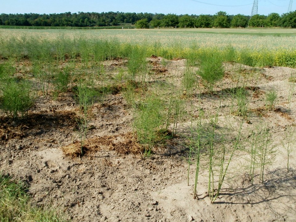 20110627Spargelfeld_Reilingen02