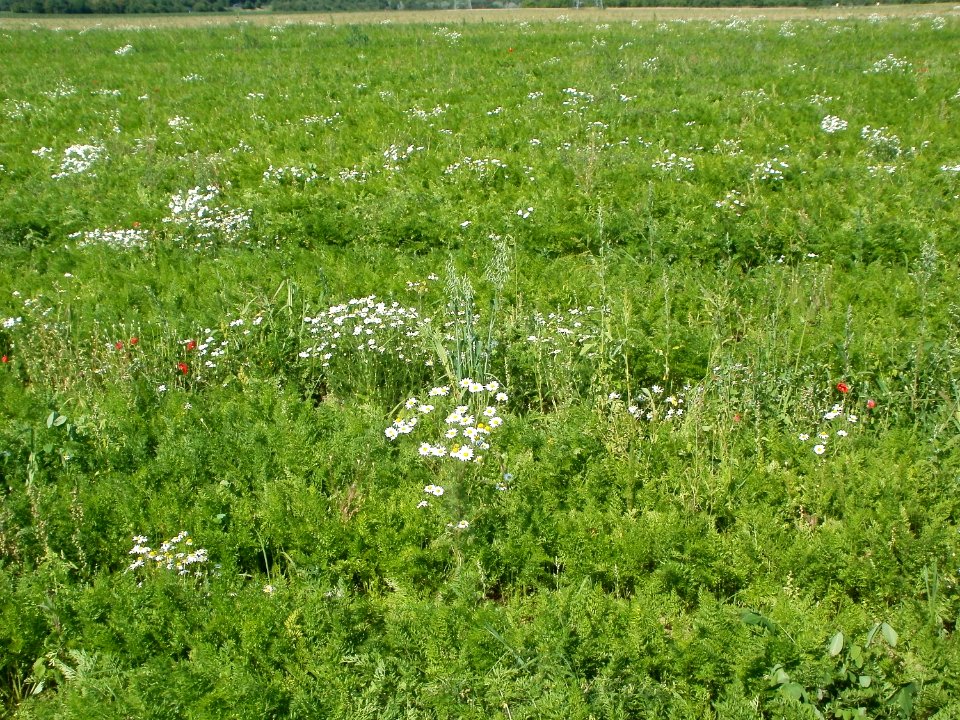 20110627Karottenfeld_Reilingen03