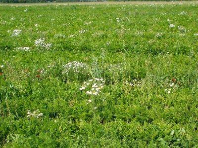 20110627Karottenfeld_Reilingen03