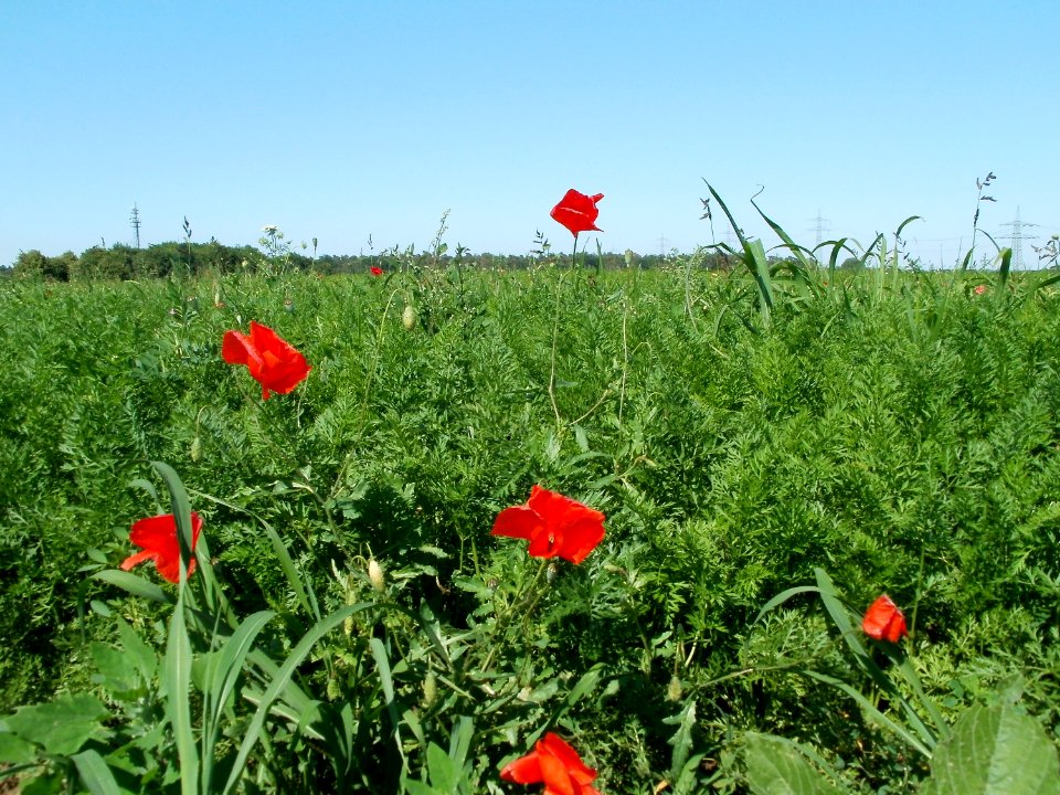 20110627Karottenfeld_Reilingen01