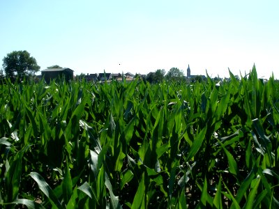 20110627Maisfeld_Reilingen02
