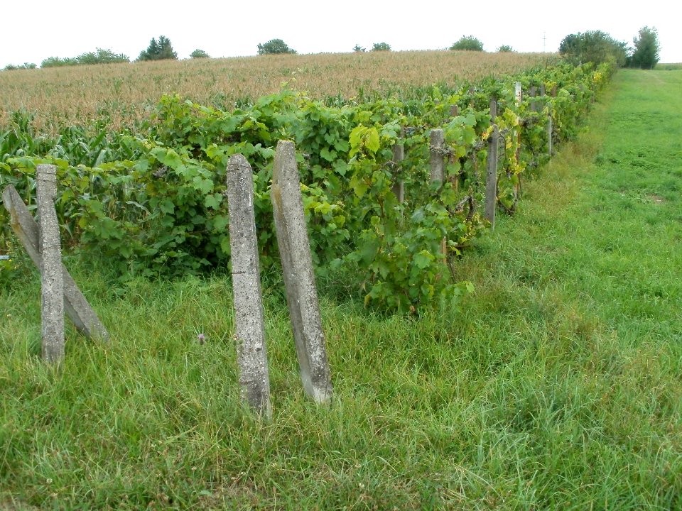 20110911Weinberg_Oberhausen2