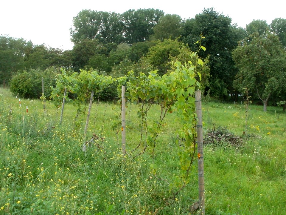 20110911Weinberg_Oberhausen1