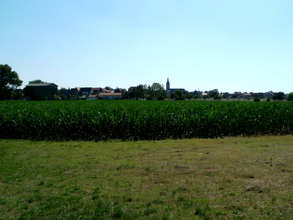 20110627Maisfeld_Reilingen01