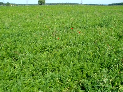 20110627Karottenfeld_Reilingen02