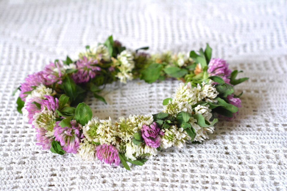 Flowers clover red clover