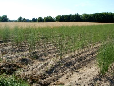 20110627Spargelfeld_Reilingen03