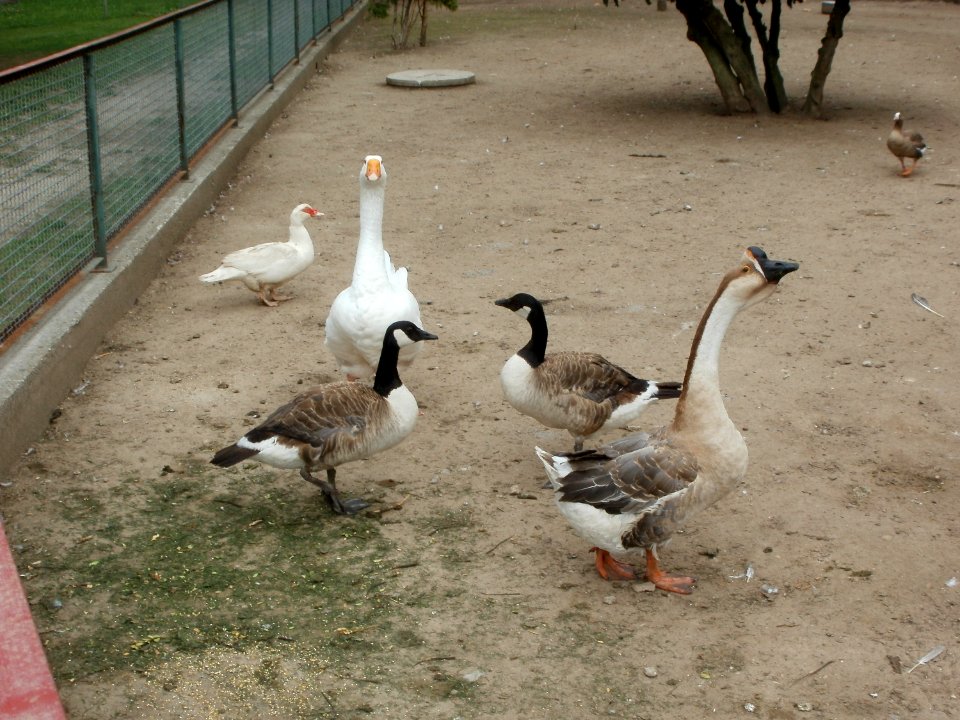 20110624Vogelpark_Altlussheim4
