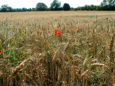 20110627Roggenfeld_Reilingen02