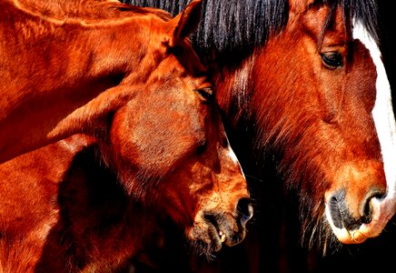 Shire horse animals two