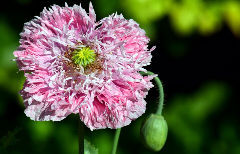 Blossom bloom pink