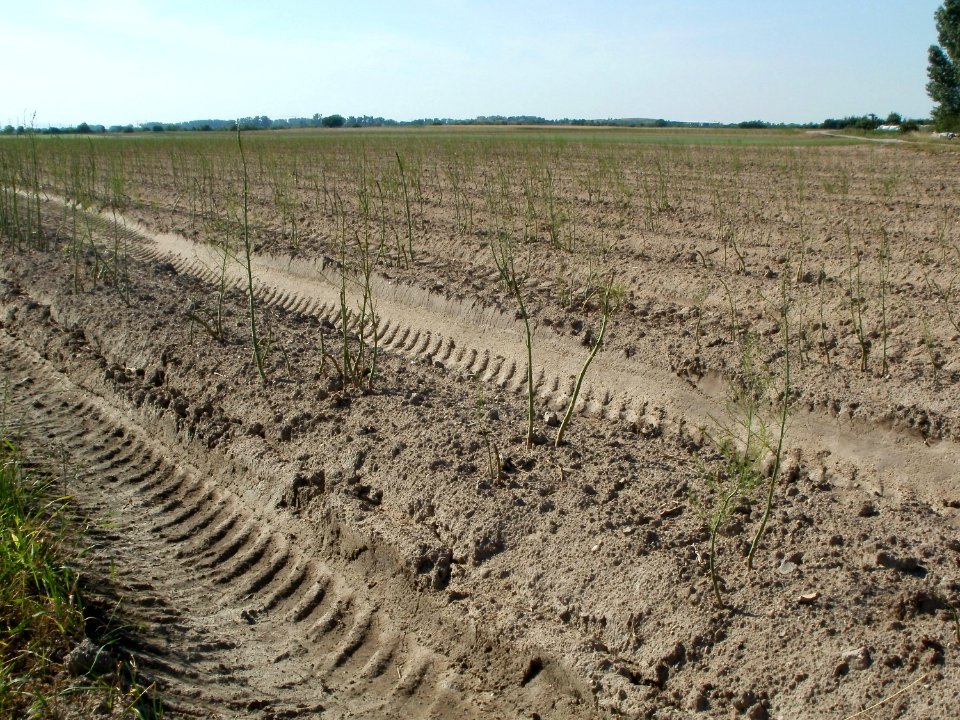 20110627Spargelfeld_Reilingen01