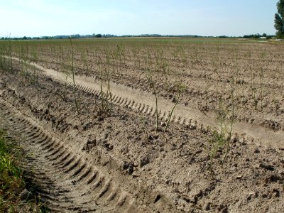 20110627Spargelfeld_Reilingen01