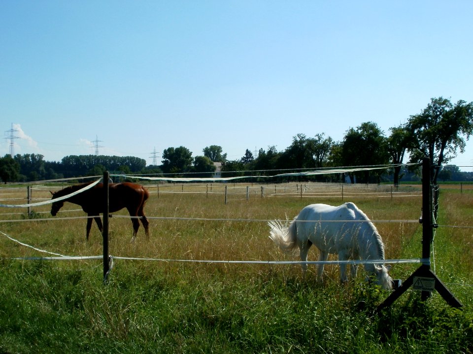 20110627Pferde_Reilingen