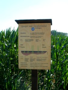 20110627Maisfeld_Reilingen04