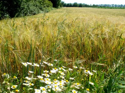 20110627Gerstenfeld_Hockenheim01