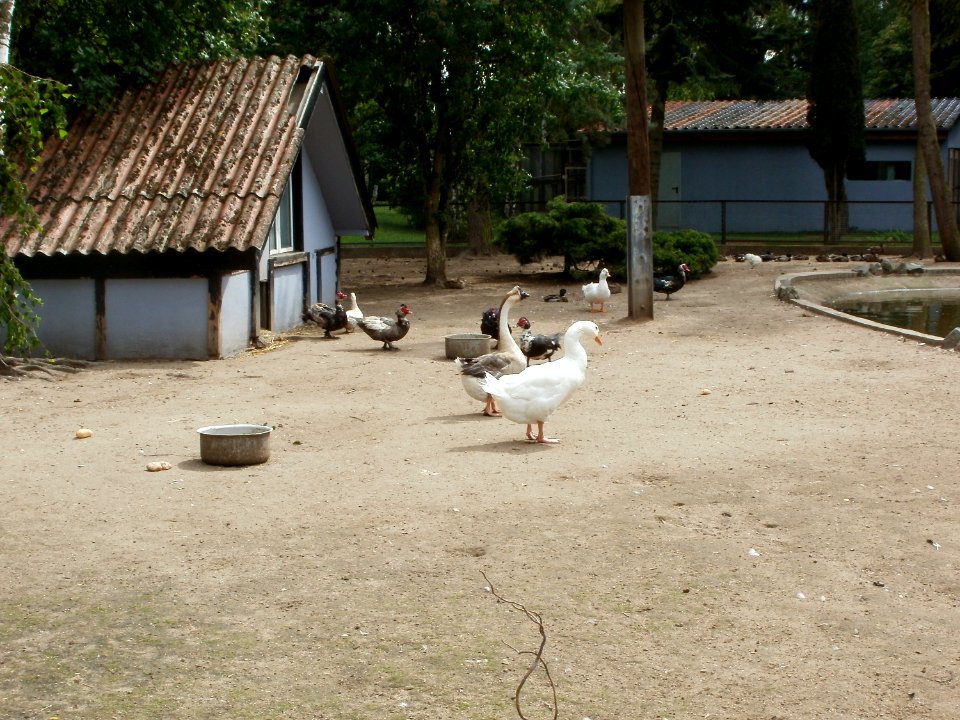 20110624Vogelpark_Altlussheim1