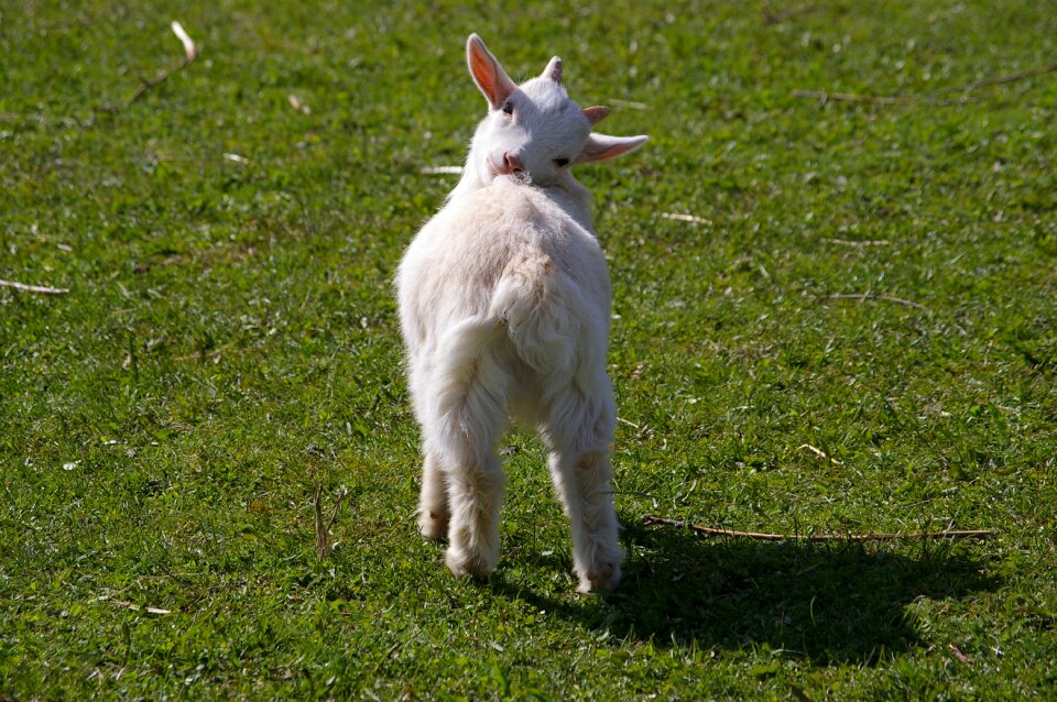 Mischievous soft rural life