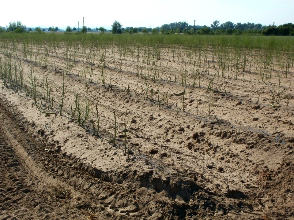 20110627Spargelfeld_Reilingen07