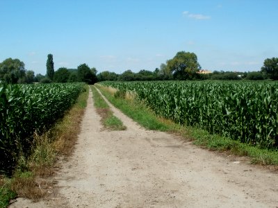 20110626Maisfeld_Hockenheim1